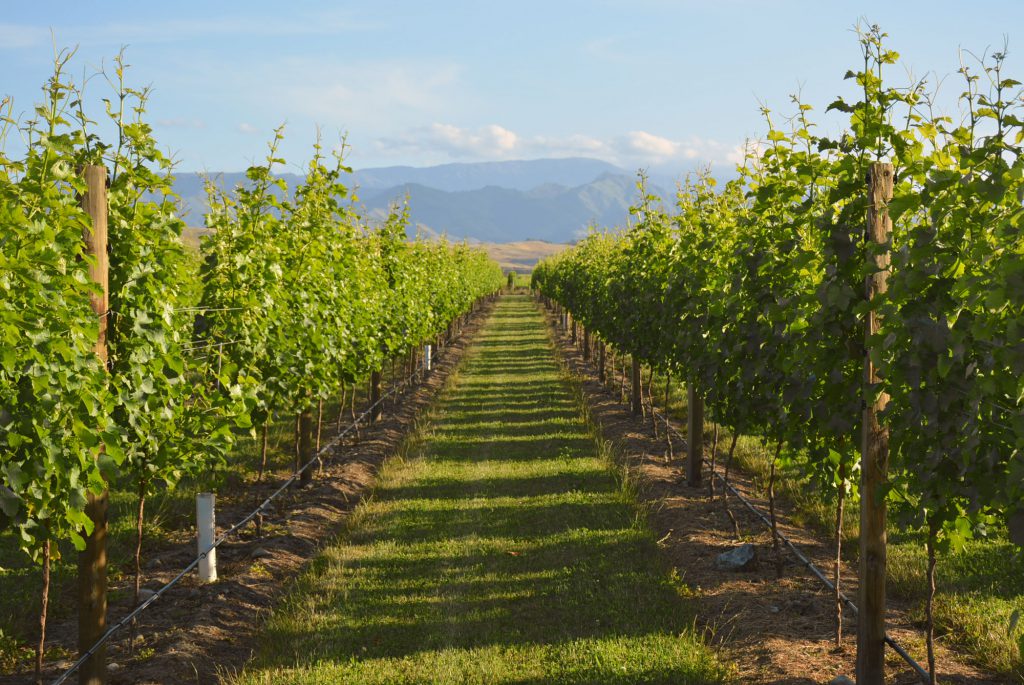 DDOG Vineyard