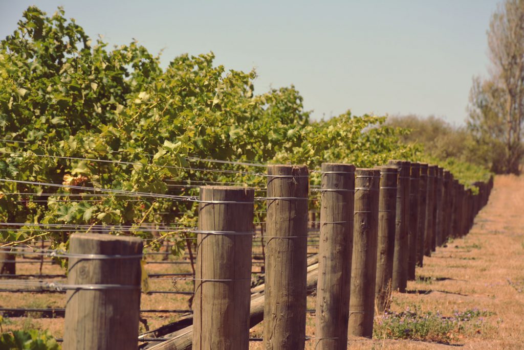 DDOG Vineyard