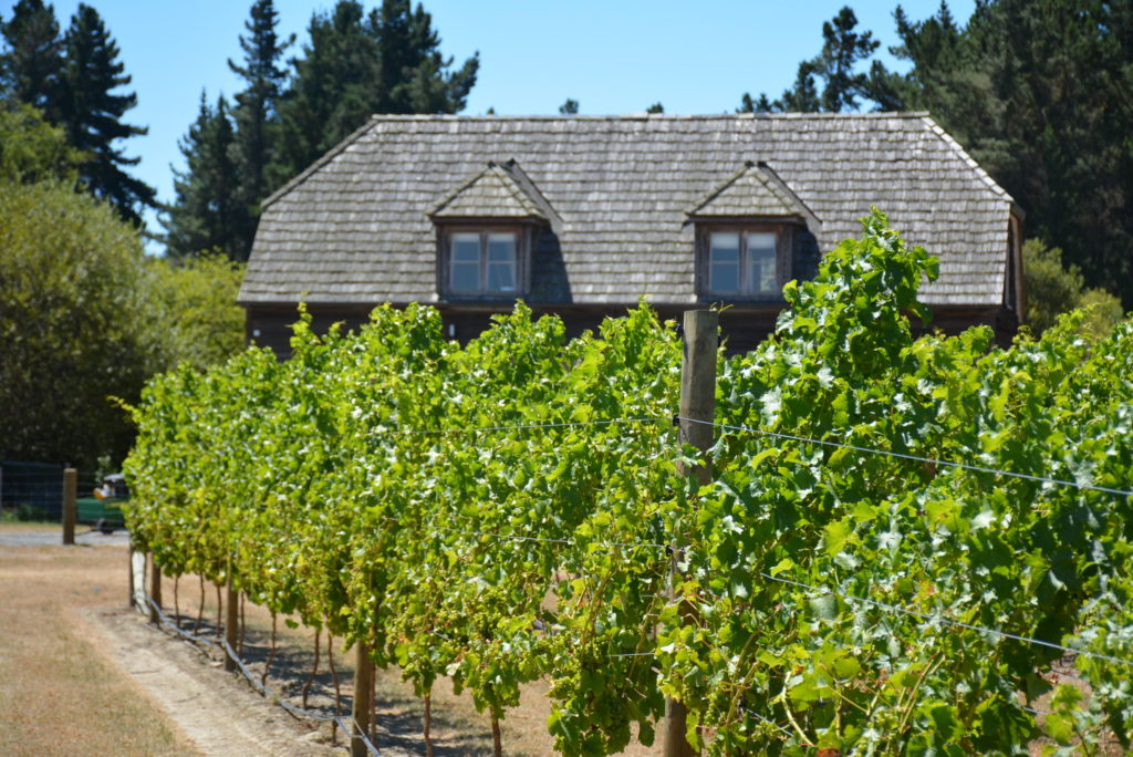 DDOG Vineyard