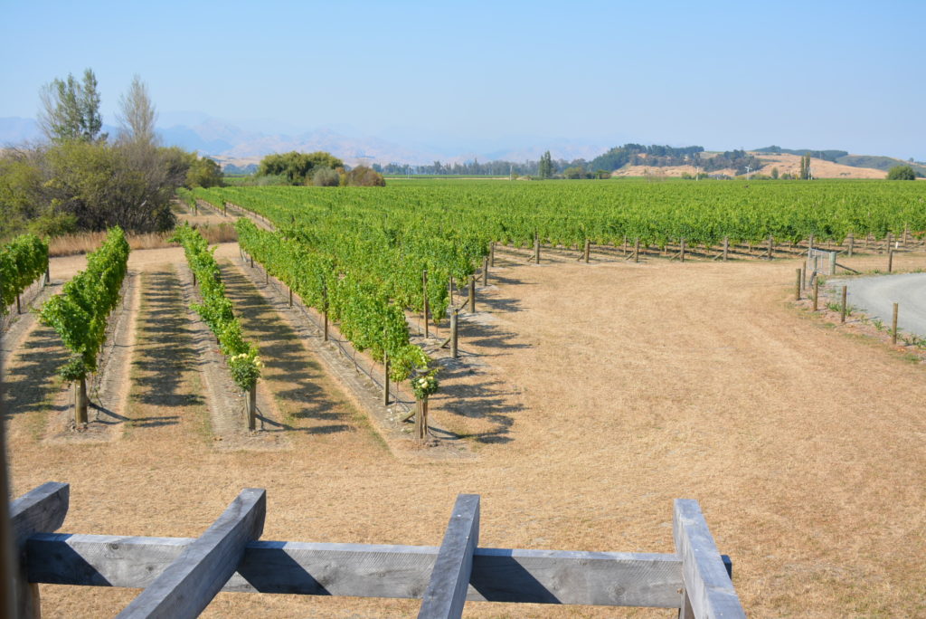 DDOG Vineyard