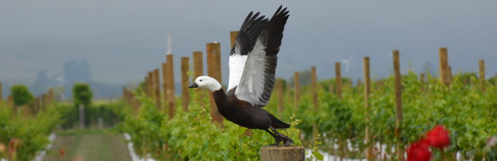 DDOG Vineyard