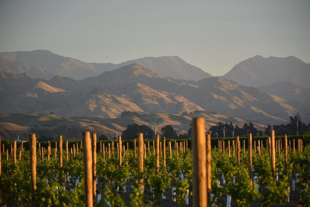 DDOG Vineyard