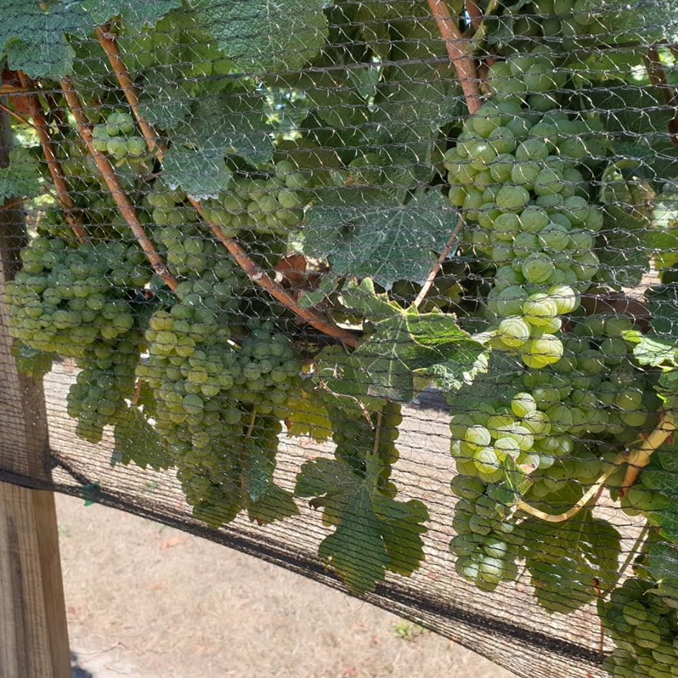DDOG Vineyard