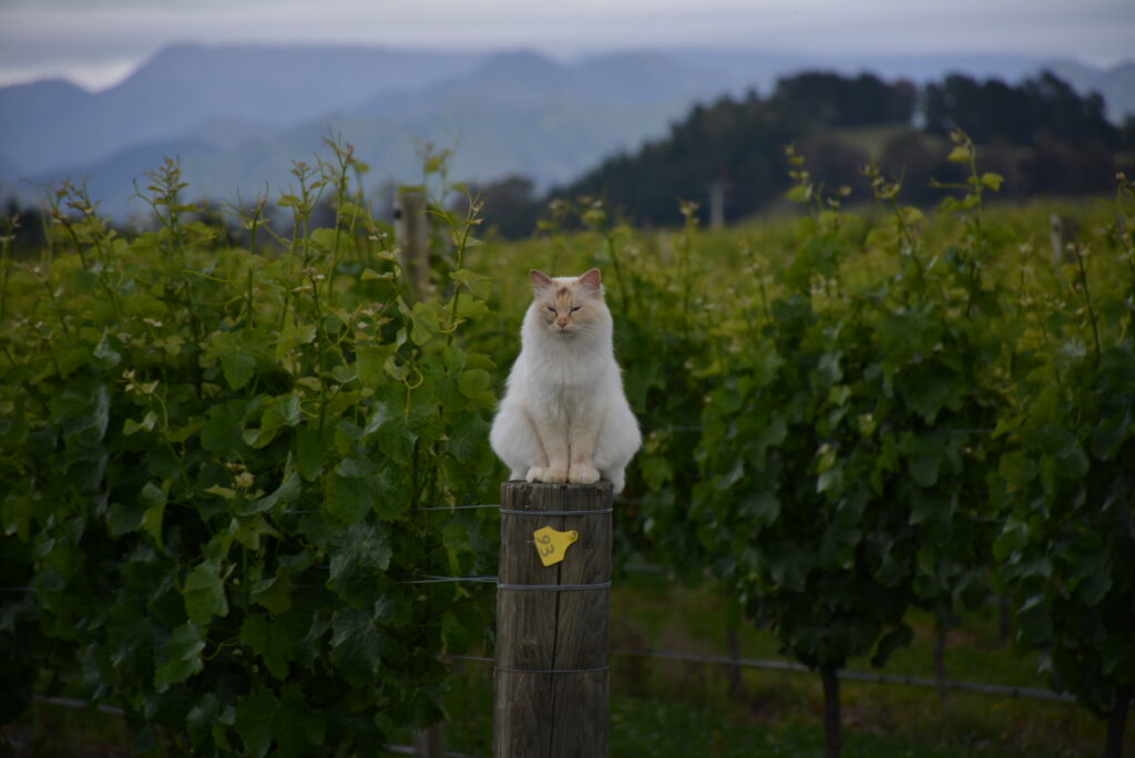 DDOG Vineyard