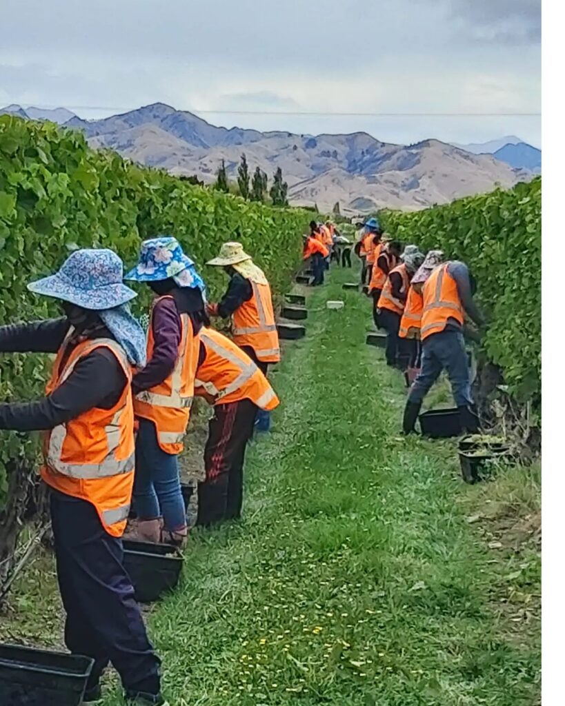 DDOG Vineyard